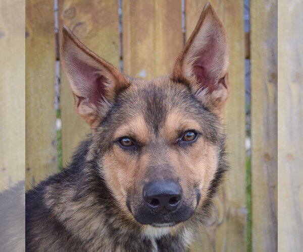 Medium Photo #1 Collie-German Shepherd Dog Mix Puppy For Sale in Huntley, IL, USA