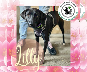 Lab-Pointer Dogs for adoption in Crystal, MN, USA