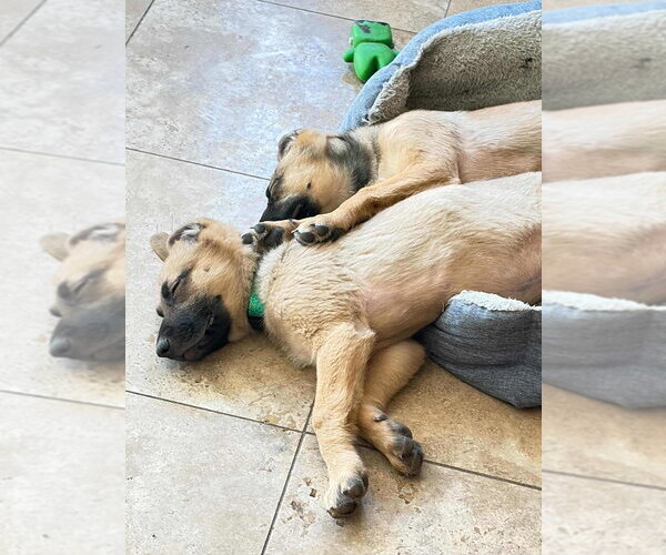 Medium Photo #6 Mutt Puppy For Sale in Dana Point, CA, USA