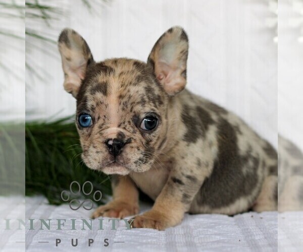 Medium Photo #3 French Bulldog Puppy For Sale in LITITZ, PA, USA
