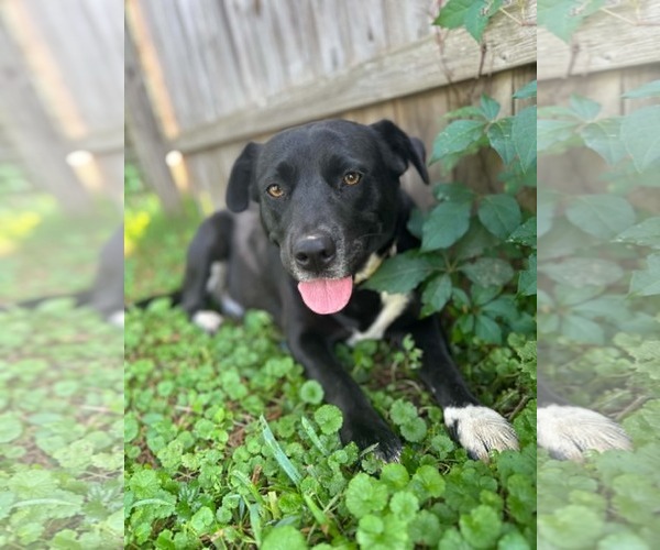 Medium Photo #1 Labrador Retriever-Unknown Mix Puppy For Sale in Hinton, WV, USA