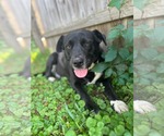 Small Labrador Retriever Mix