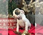 Small Photo #3 Boxer Puppy For Sale in SHREVE, OH, USA