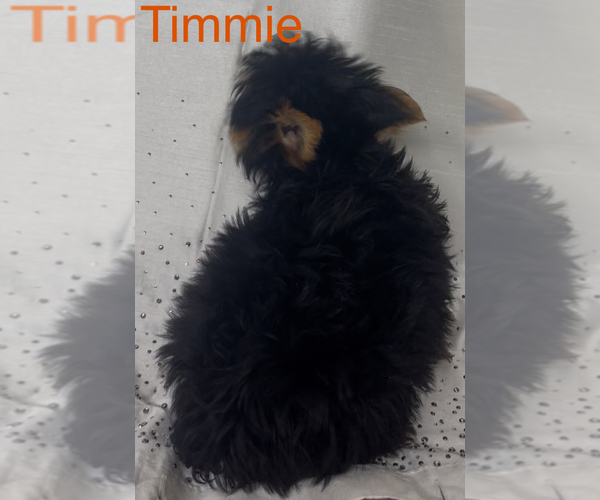 Medium Photo #3 Yorkshire Terrier Puppy For Sale in AZLE, TX, USA