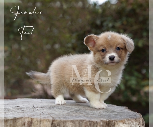 Medium Photo #5 Pembroke Welsh Corgi Puppy For Sale in FLORALA, AL, USA