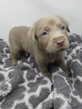 Medium Photo #1 Labrador Retriever Puppy For Sale in CENTRAL CITY, PA, USA