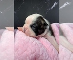 Small Photo #81 Boston Terrier Puppy For Sale in TULARE, CA, USA