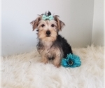 Small Photo #7 Yorkshire Terrier Puppy For Sale in OCALA, FL, USA