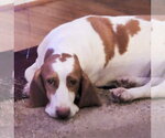 Small Photo #2 Basset Hound Puppy For Sale in Deepwater, NJ, USA