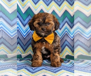 Shorkie Tzu Puppy for sale in KIRKWOOD, PA, USA