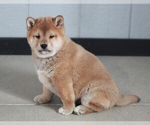 Shiba Inu Puppy for sale in APPLE CREEK, OH, USA