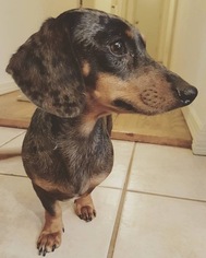 Mother of the Dachshund puppies born on 08/09/2017