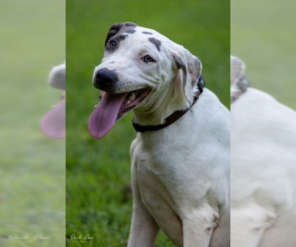 Medium Photo #3 American Bulldog-Whippet Mix Puppy For Sale in Milner, GA, USA