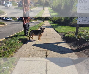 Cookie - Female German Shepherd Dog-Unknown Mix Dog for Adoption - Photo #3