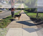 Small Photo #3 German Shepherd Dog-Unknown Mix Puppy For Sale in Caldwell, NJ, USA