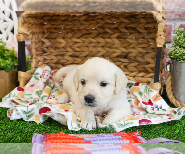 Medium Photo #9 Golden Retriever Puppy For Sale in SYRACUSE, IN, USA