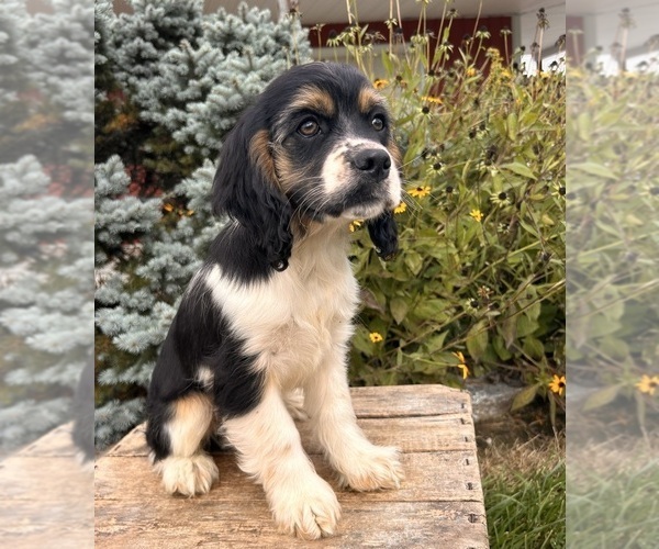 Medium Photo #2 Cockapoo Puppy For Sale in MIDDLEBURY, IN, USA