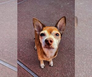 Chihuahua-Unknown Mix Dogs for adoption in Tempe , AZ, USA