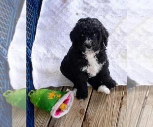 Miniature Bernedoodle-Poodle (Standard) Mix Puppy for sale in RICHLAND, NY, USA
