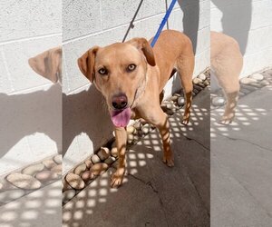 Electra *Courtesy Post* - Female Labrador Retriever-Unknown Mix Dog for Adoption - Photo #3