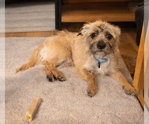 Medium Photo #1 Mutt Puppy For Sale in Lawrenceville, NJ, USA