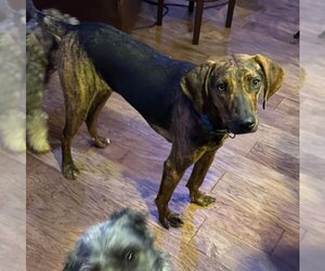 Plott Hound-Unknown Mix Dogs for adoption in Alexander, AR, USA