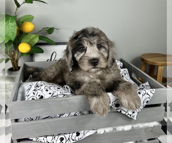 Medium Photo #7 Bernedoodle (Miniature) Puppy For Sale in FRANKLIN, IN, USA