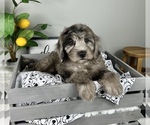 Small Photo #7 Bernedoodle (Miniature) Puppy For Sale in FRANKLIN, IN, USA