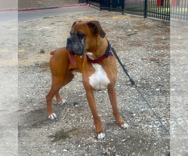 Medium Photo #2 Boxer Puppy For Sale in Austin, TX, USA