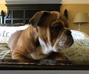 Bulldog Puppy for sale in GLENDALE, AZ, USA