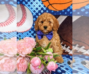 Cavapoo Puppy for sale in NOTTINGHAM, PA, USA