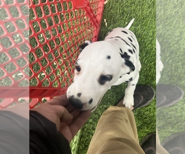 Medium Photo #6 Dalmatian Puppy For Sale in WILLIAMSBURG, OH, USA