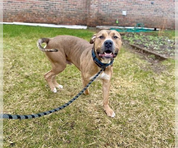Medium Photo #22 Mutt Puppy For Sale in Gloversville, NY, USA
