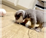 Small Photo #9 English Bulldog Puppy For Sale in JERSEY CITY, NJ, USA