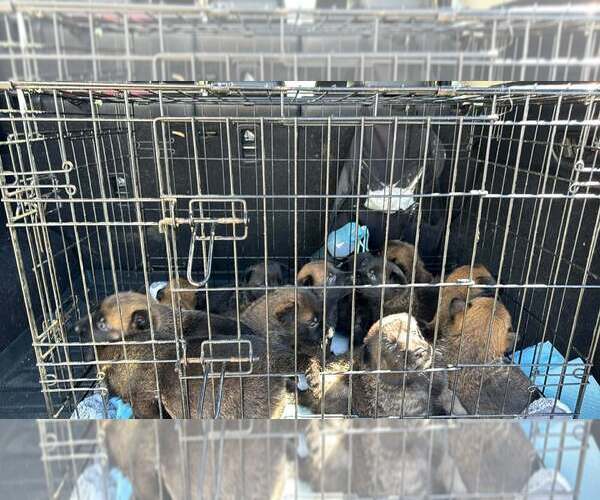 Medium Photo #2 Mutt Puppy For Sale in Imlay City, MI, USA