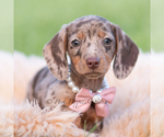 Puppy Cookie AKC Dachshund