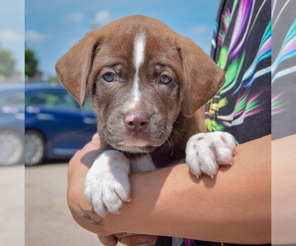 Medium Photo #3 American Bulldog-Chocolate Labrador retriever Mix Puppy For Sale in Huntley, IL, USA