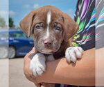 Small #2 American Bulldog-Chocolate Labrador retriever Mix