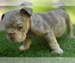Small Photo #6 Bulldog Puppy For Sale in STOCKBRIDGE, GA, USA