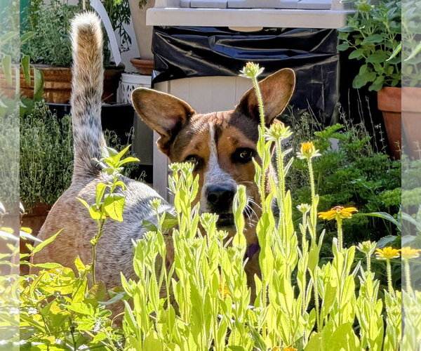 Medium Photo #16 Mutt Puppy For Sale in Rockaway, NJ, USA
