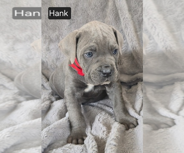 Medium Photo #3 Cane Corso Puppy For Sale in MINERAL WELLS, WV, USA