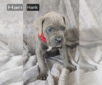 Small #2 Cane Corso