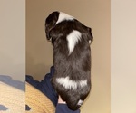 Small Photo #3 English Springer Spaniel Puppy For Sale in PARKER, CO, USA