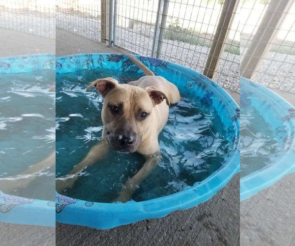 Medium Photo #1 American Staffordshire Terrier-Unknown Mix Puppy For Sale in Minneapolis, MN, USA