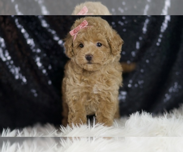 Medium Photo #100 Maltipoo Puppy For Sale in WARSAW, IN, USA