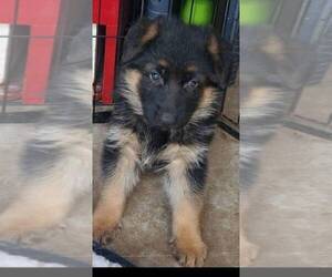 German Shepherd Dog Puppy for sale in WHEELING, IL, USA