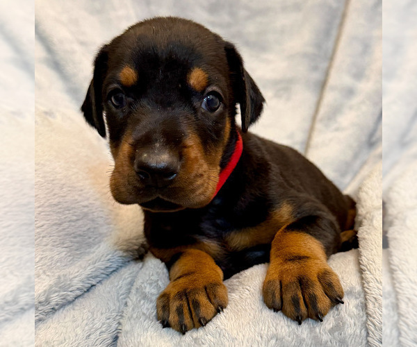 Medium Photo #11 Doberman Pinscher Puppy For Sale in LAKELAND, FL, USA