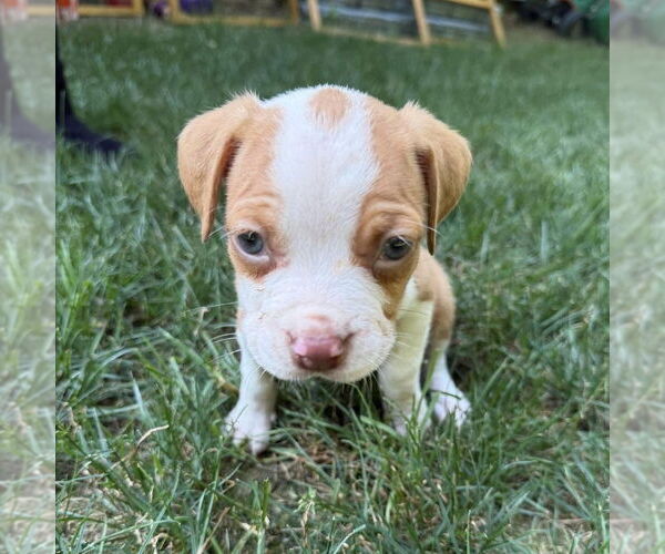 Medium Photo #6 American Staffordshire Terrier-Unknown Mix Puppy For Sale in Brewster, NY, USA