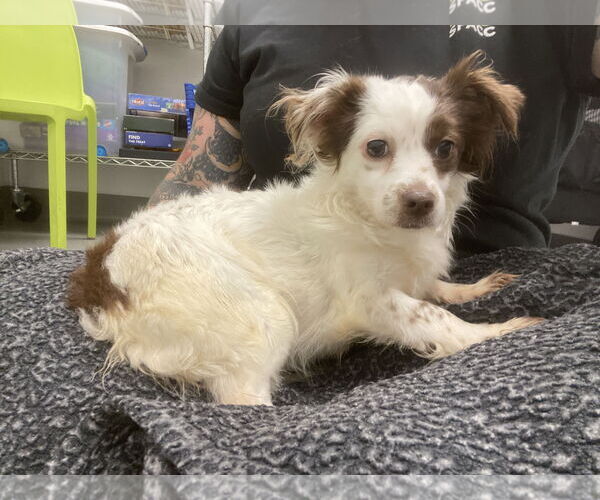 Medium Photo #11 Chihuahua-Spaniel Mix Puppy For Sale in San Francisco, CA, USA