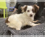 Small #10 Chihuahua-Spaniel Mix